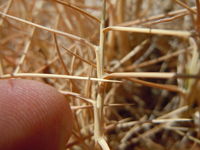 Muhlenbergia pungens