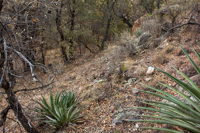 Muhlenbergia pungens