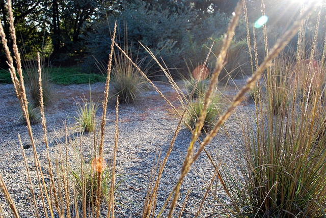 Muhlenbergia rigens