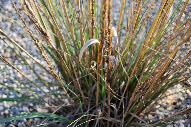Muhlenbergia rigens