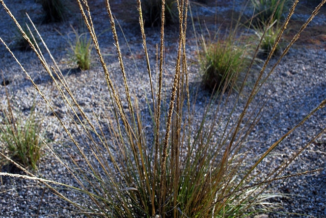 Muhlenbergia rigens