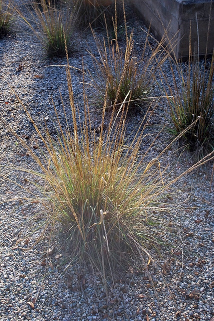Muhlenbergia rigens