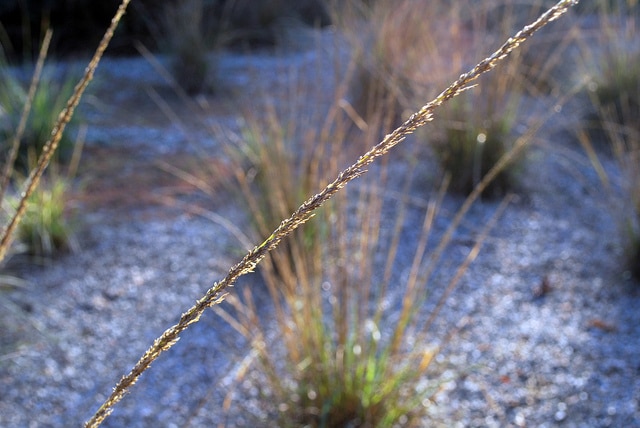 Muhlenbergia rigens