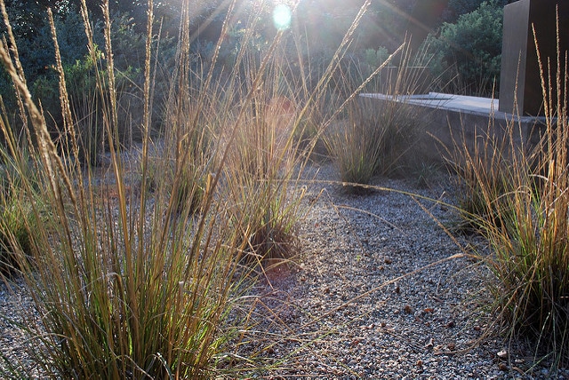 Muhlenbergia rigens