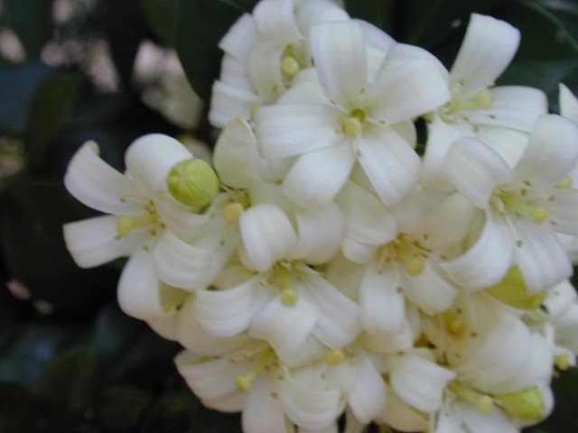 Bois jasmin (Murraya paniculata)