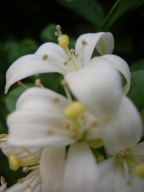 Bois jasmin