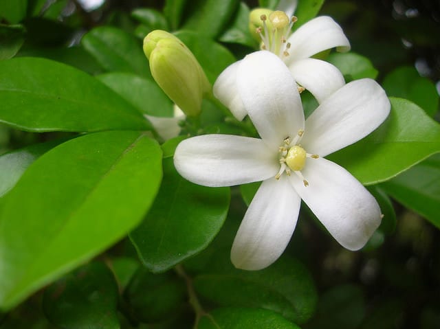 Bois jasmin
