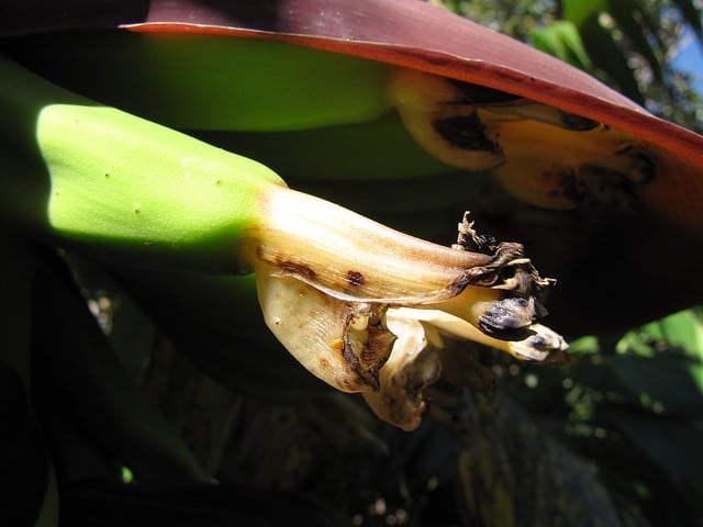 Musa acuminata (Musa acuminata)
