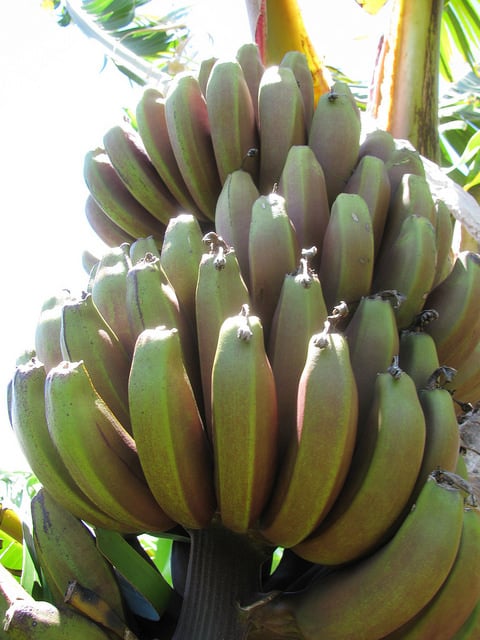 Musa acuminata