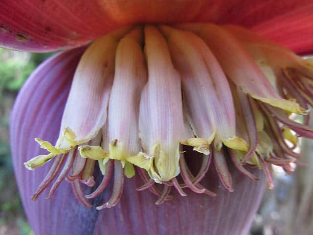 Musa Prim Musa acuminata - Fiche botanique | Conservation Nature