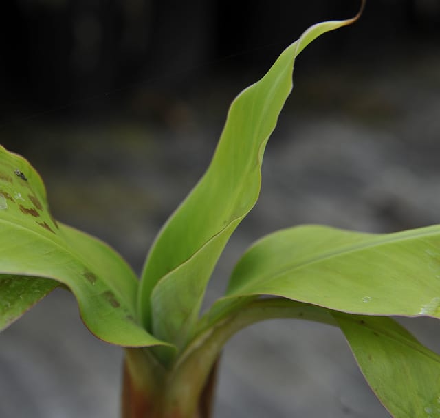 Musa acuminata