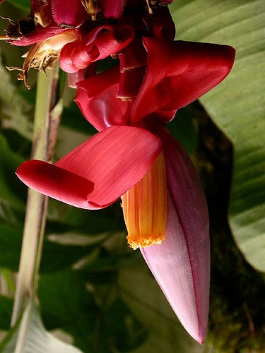 Musa acuminata