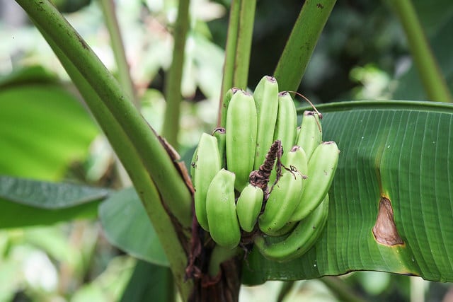 Bananier nain d'Inde (Musa mannii)