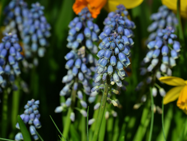 Muscari armeniacum