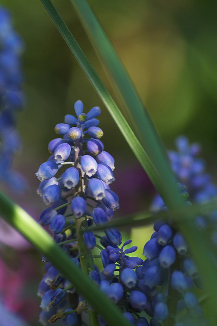Muscari armeniacum
