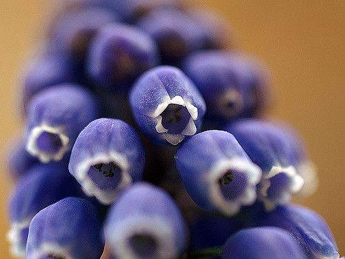 Muscari armeniacum