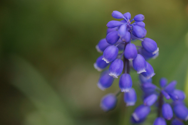 Muscari armeniacum