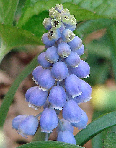 Muscari armeniacum