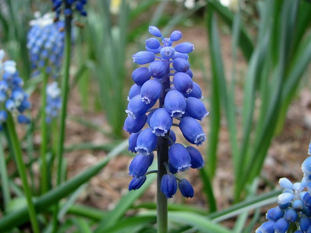 Muscari aucheri