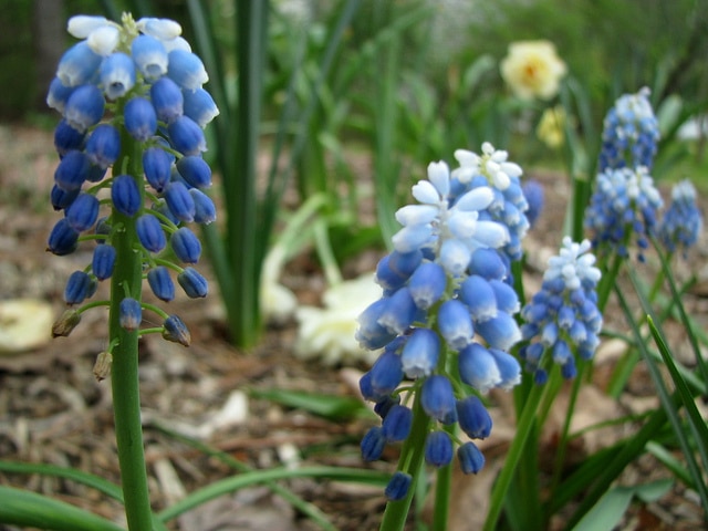 Muscari aucheri