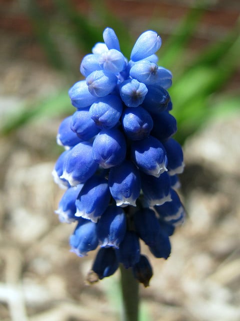 Muscari aucheri