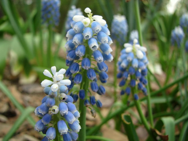 Muscari aucheri