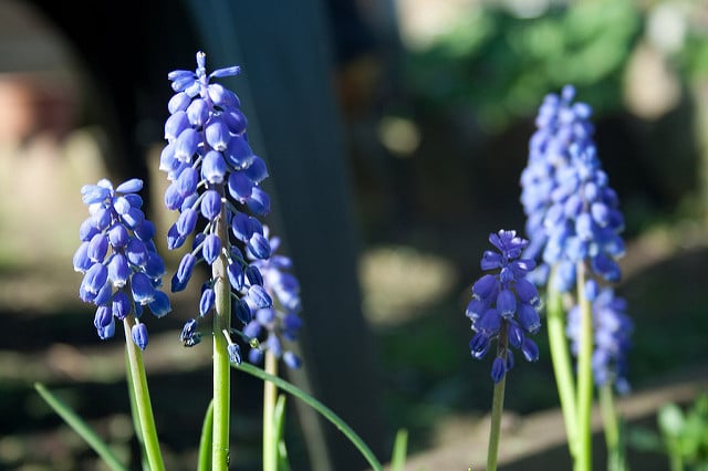 Muscari aucheri