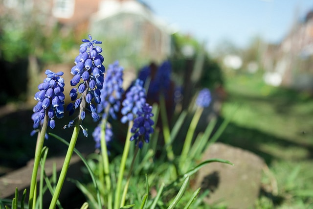 Muscari aucheri (Muscari aucheri)
