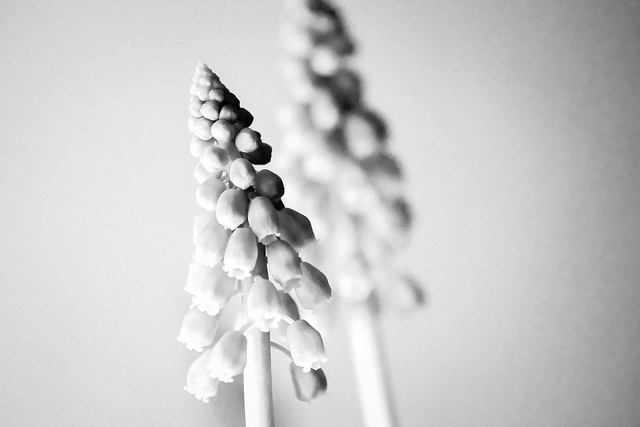 Muscari faux botryde