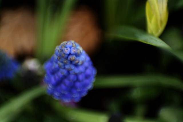 Muscari faux botryde