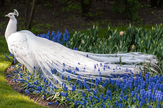 Muscari faux botryde