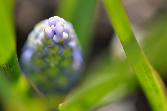 Muscari faux botryde