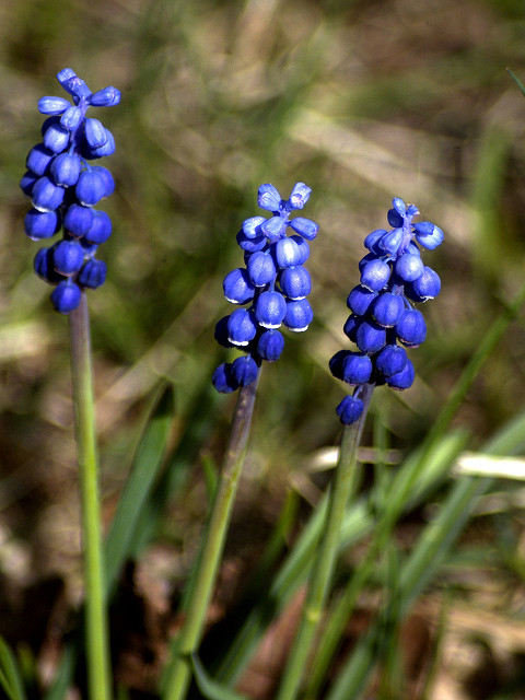Muscari faux botryde