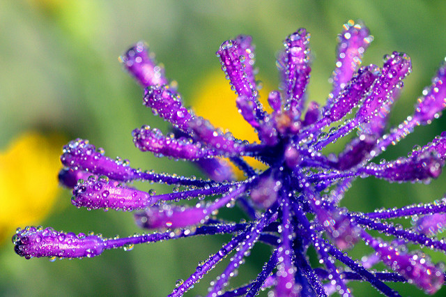 Muscari à toupet (Muscari comosum)
