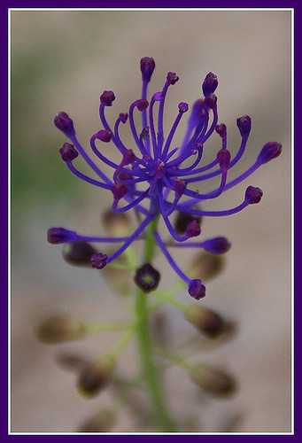 Muscari à toupet