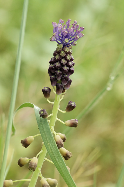 Muscari à toupet