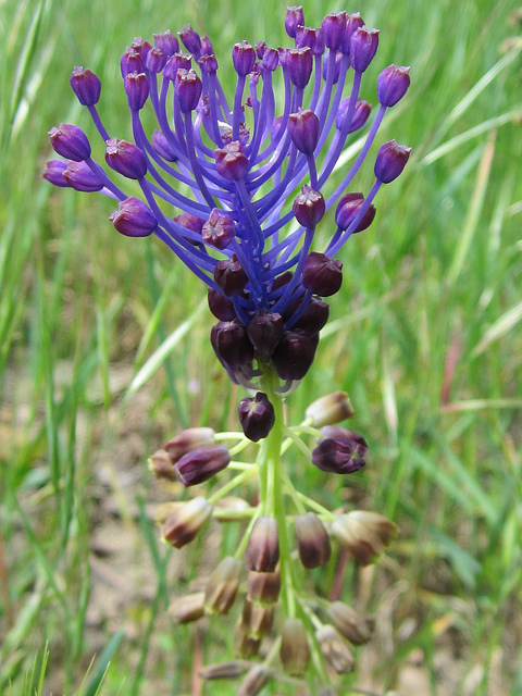 Muscari à toupet