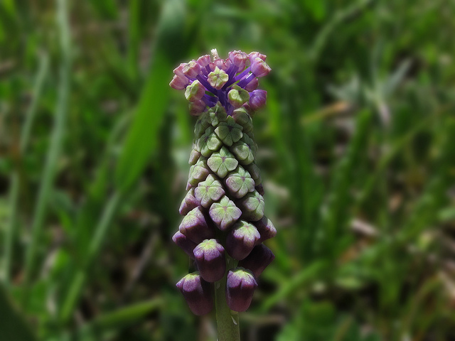 Muscari à toupet