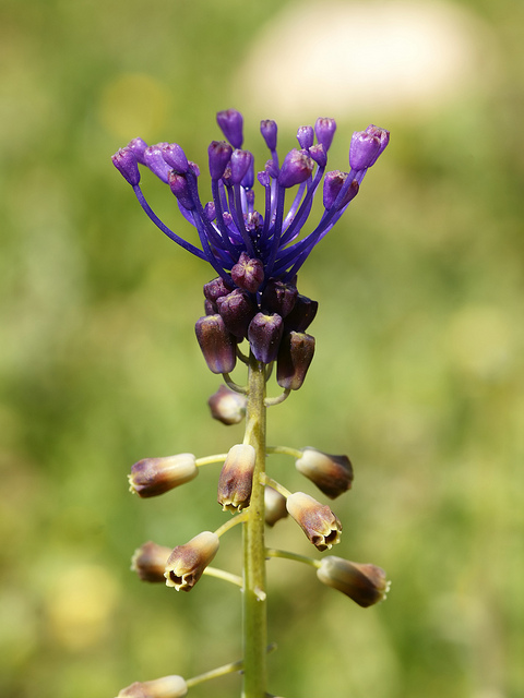 Muscari à toupet