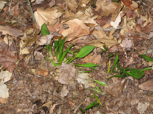 Muscari latifolium (Muscari latifolium)
