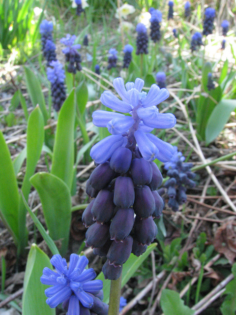 Muscari latifolium