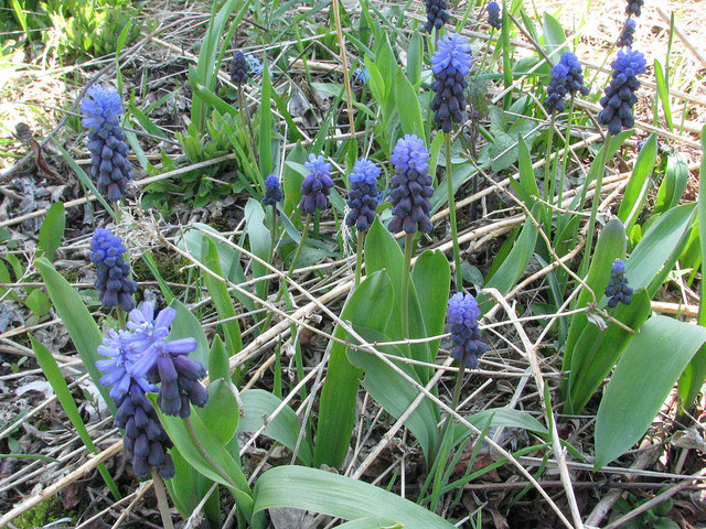 Muscari latifolium