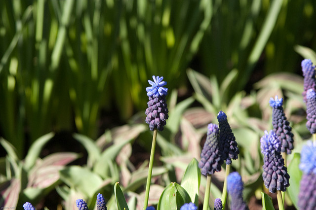 Muscari latifolium