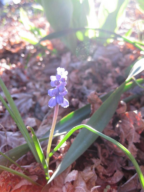 Muscari latifolium