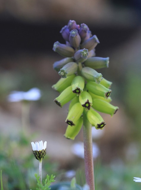 Muscari macrocarpum (Muscari macrocarpum)