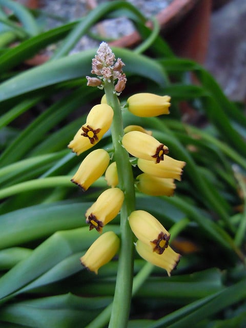 Muscari macrocarpum