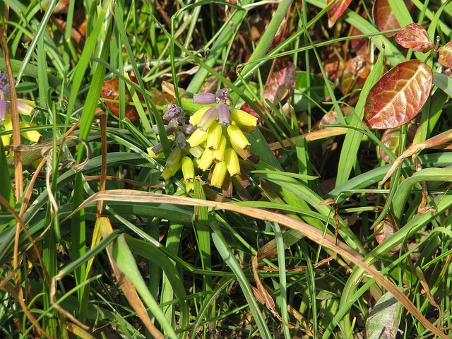 Muscari macrocarpum