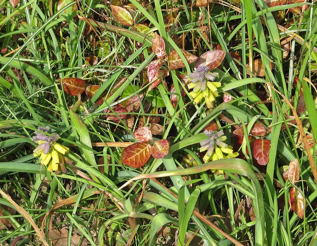 Muscari macrocarpum