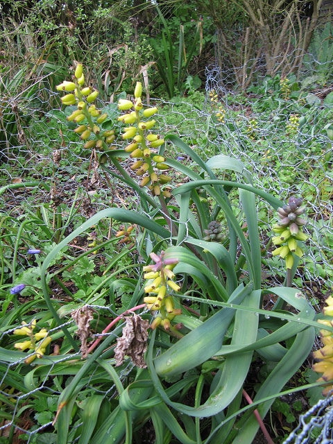 Muscari macrocarpum