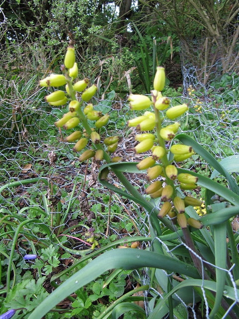 Muscari macrocarpum